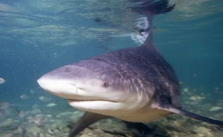 Ganges Shark:- The True River Shark of India