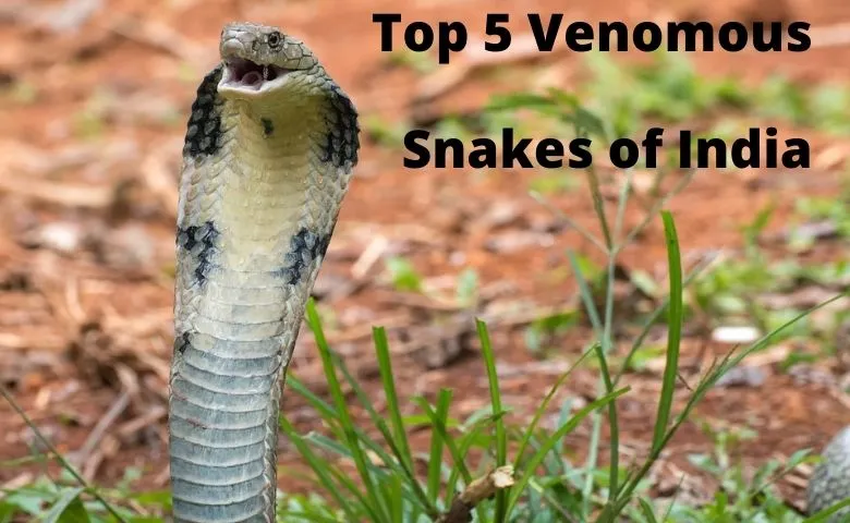Top 5 Venomous Snakes in India