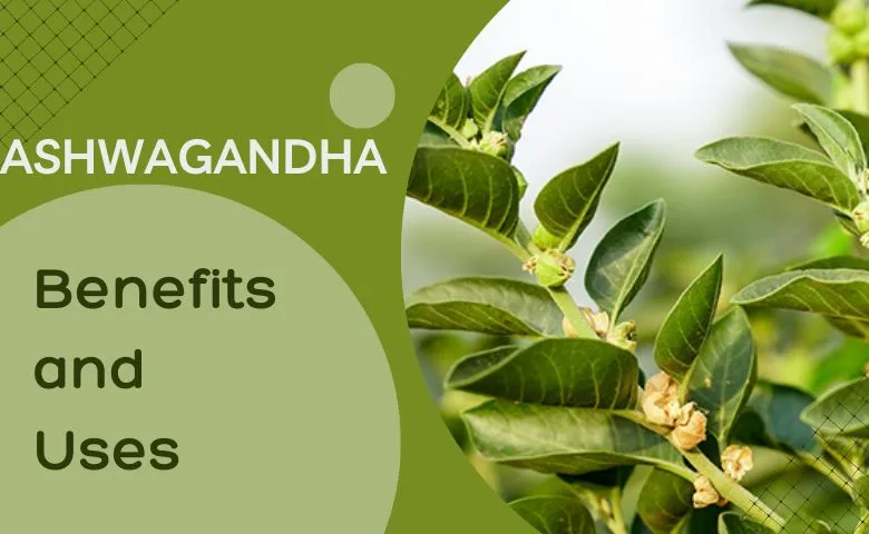 Ashwagandha – Effects and Benefits