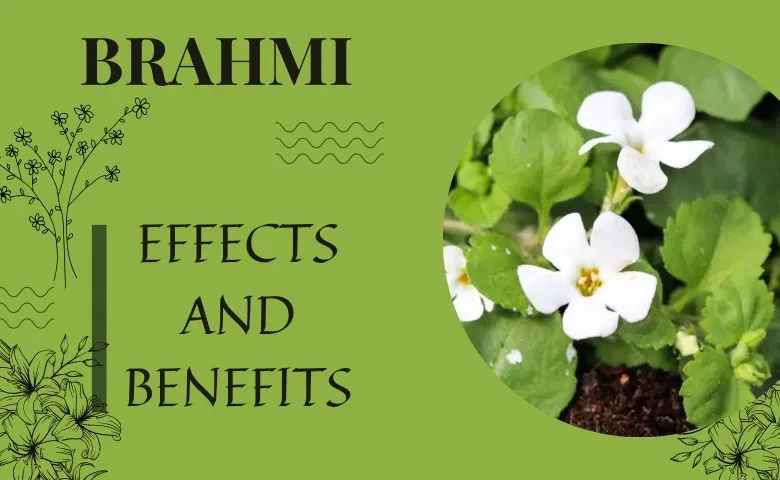 Brahmi- The brainbooster herb of Indian Ayurveda