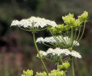 Aniseed plant