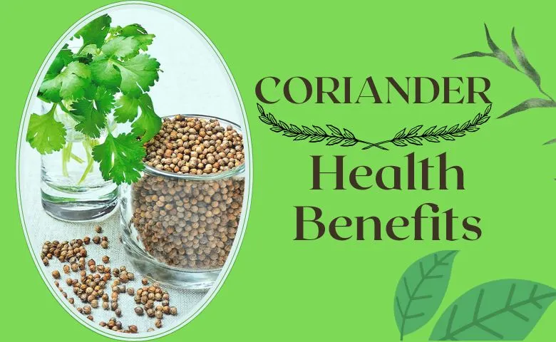 Coriander or dhania