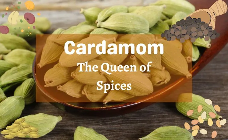 Cardamom/Elaichi- The Queen of Spices in Ayurveda