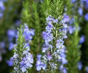 Rosemary plant for Cancer
