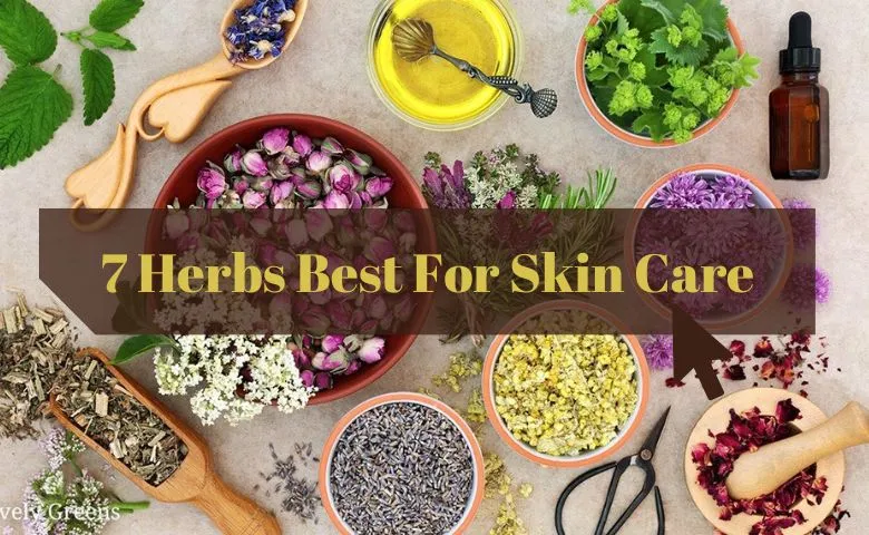 7 Herbs for Skin Care
