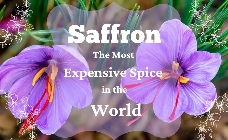 Saffron/Kesar- The most expensive spice in the world