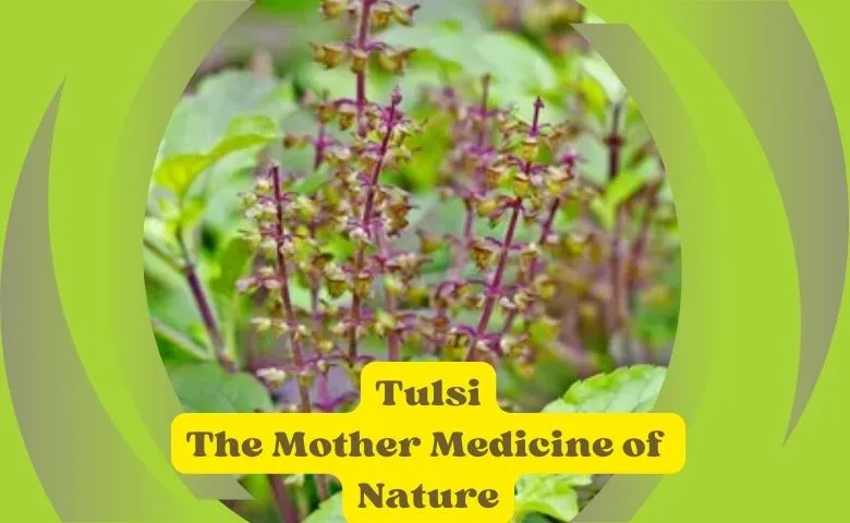 Tulsi – The Mother Medicine of Nature