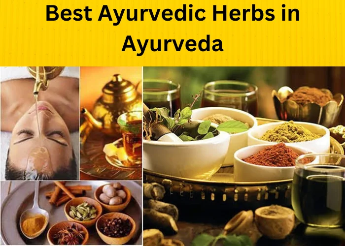 Best ayurvedic herbs in Ayurveda