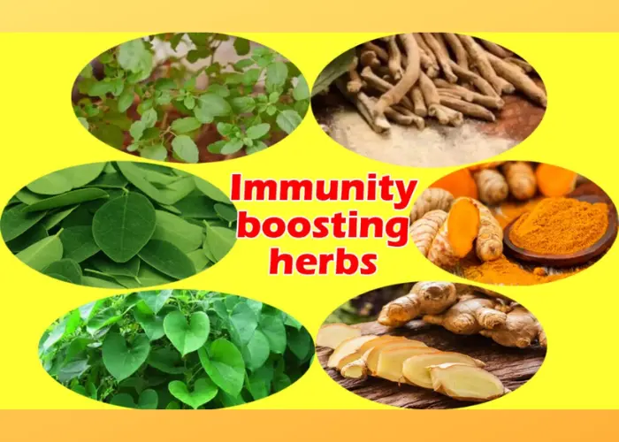 Ayurvedic herbs for immunity