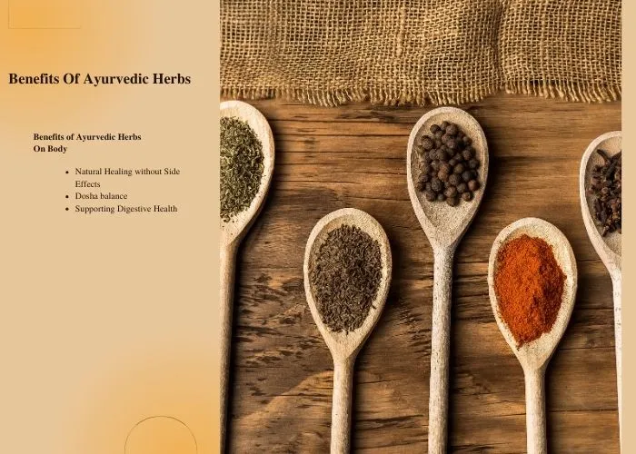 Introduction: A deep understanding of the advantages of Ayurvedic herbs has emerged due to the revival of interest in traditional therapeutic methods in the era of synthetic drugs and fast-paced lifestyles. The Indian holistic medical system known as Ayurveda, rooted in ancient wisdom, emphasizes the medicinal qualities of many herbs. With a focus on overall well-being and their inherent healing properties, this approachable book aims to investigate the vast array of benefits that Ayurvedic herbs provide.